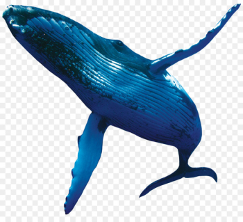 Blue Whale Humpback whale Porpoise - whale Blue Whale Humpback whale Porpoise - whale