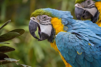 Blue Yellow Green Bird Blue Yellow Green Bird
