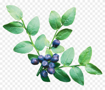 Blueberries Png - Blueberries Leaf Png