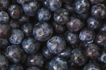 Blueberry Lot Blueberry Lot