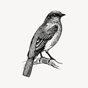 Bluebird clipart, vintage animal illustration | Free Vector - rawpixel Bluebird clipart, vintage animal illustration | Free Vector - rawpixel