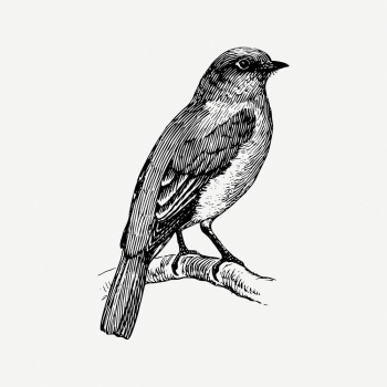 Bluebird drawing, animal vintage illustration | Free PSD - rawpixel Bluebird drawing, animal vintage illustration | Free PSD - rawpixel