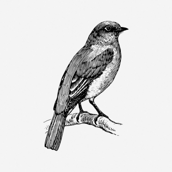 Bluebird drawing, vintage animal illustration. | Free Photo - rawpixel Bluebird drawing, vintage animal illustration. | Free Photo - rawpixel