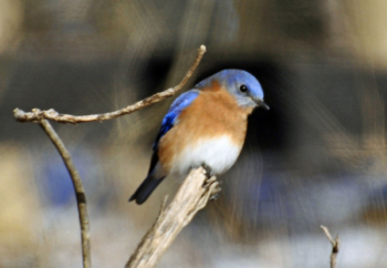 Bluebird.jpg Bluebird.jpg