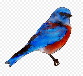 Bluebird of happiness Stock photography Royalty-free Image - Bluebird of happiness Stock photography Royalty-free Image -