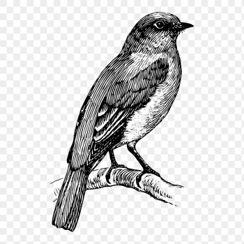 Bluebird png sticker, animal vintage | Free PNG - rawpixel Bluebird png sticker, animal vintage | Free PNG - rawpixel