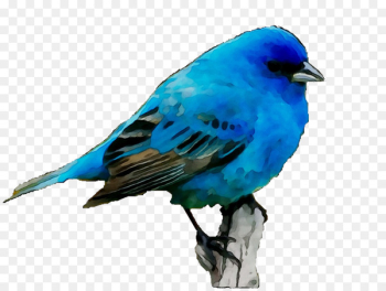 Bluebirds Sparrow Feather Beak - Bluebirds Sparrow Feather Beak -