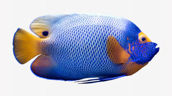 Blueface angelfish isolated design | Free Photo - rawpixel Blueface angelfish isolated design | Free Photo - rawpixel