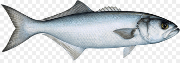 Bluefish Fishing Fish market Pelagic fish - Fishing Bluefish Fishing Fish market Pelagic fish - Fishing