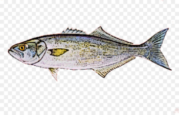 Bluefish Herring Seafood Fishing - seafood Bluefish Herring Seafood Fishing - seafood