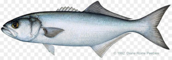 Bluefish International Game Fish Association Fishing Striped bass - Surf Fishing 