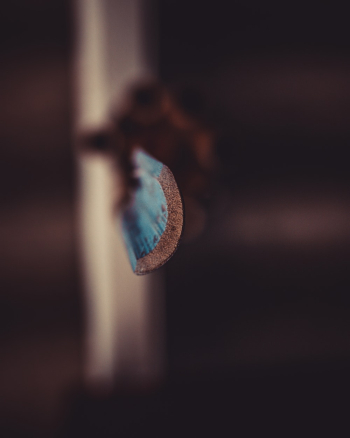 Blur Photo of a Wood Blur Photo of a Wood