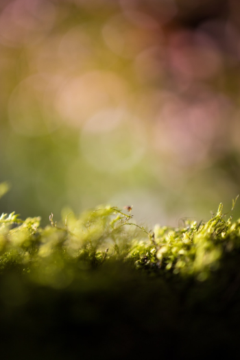 Blur Photography Of Plants Blur Photography Of Plants