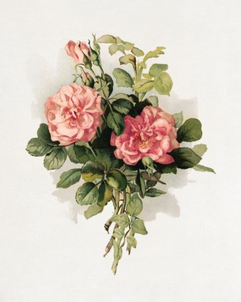 Blush roses (1890) aesthetic chromolithograph | Free Photo - rawpixel