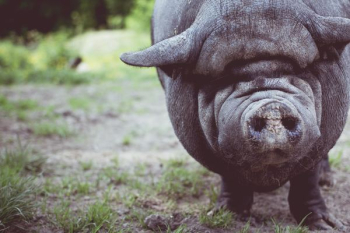 boar shallow focus photography boar shallow focus photography