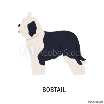 Bobtail or Old English Sheepdog Bobtail or Old English Sheepdog