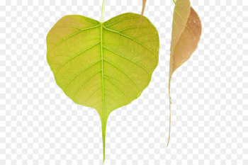Bodhi Tree, Leaf, Mahamevnawa Buddhist Monastery, Flower PNG Bodhi Tree, Leaf, Mahamevnawa Buddhist Monastery, Flower PNG
