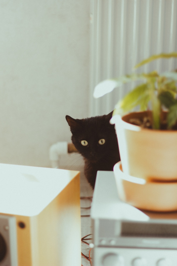 Bombay Cat in Front of Green Plant in White Pot Bombay Cat in Front of Green Plant in White Pot
