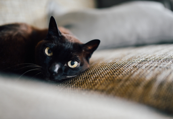 Bombay Cat Lying on the Brown Textile Bombay Cat Lying on the Brown Textile