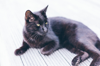 Bombay Cat on Grey Ground Bombay Cat on Grey Ground