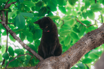Bombay Cat on Tree Branch Bombay Cat on Tree Branch