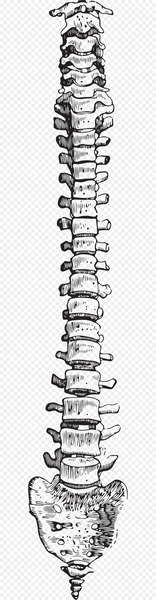 Bone Human skeleton Vertebral column - Hand drawn skeleton Bone Human skeleton Vertebral column - Hand drawn skeleton