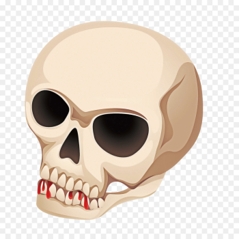 bone skull face head jaw bone skull face head jaw
