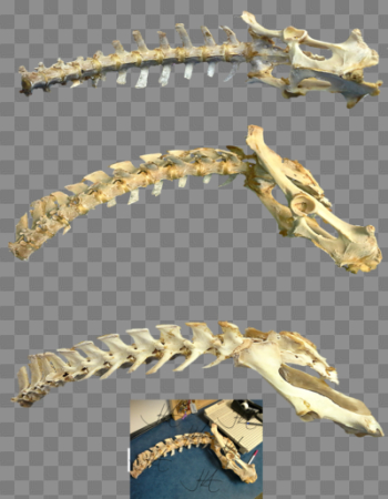 Bones Hd Bones Hd