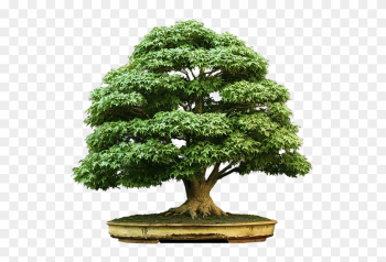 Bonsai-zezinho - Bonsai Tree Bonsai-zezinho - Bonsai Tree