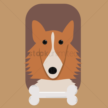 Border collie dog with bone