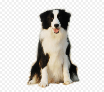 Border Collie Pomeranian Scotch Collie Rough Collie Puppy - Cute side of the dog is sitting smiling face 