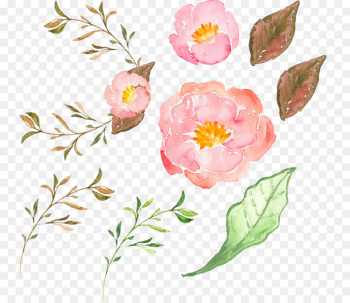 Border Flowers Peony - Pink peony flower Border Flowers Peony - Pink peony flower