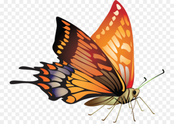 Borders and Frames Butterfly Vector graphics Picture Frames Design -  