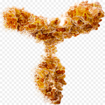 Boster Biological Technology, Antibody, Elisa, Flame PNG Boster Biological Technology, Antibody, Elisa, Flame PNG
