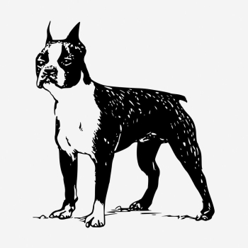 Boston Terrier dog hand drawn | Free Photo - rawpixel
