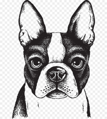 Boston Terrier French Bulldog Puppy - Painted dog Boston Terrier French Bulldog Puppy - Painted dog