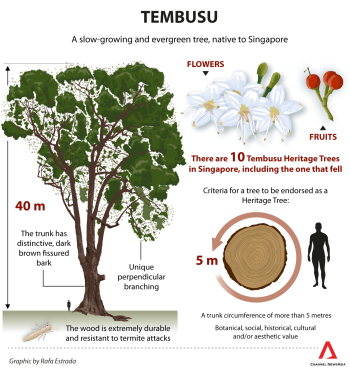 Botanic Gardens' Tembusu tree that fell last inspected in ...