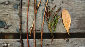 Botanical botany branch | Free stock photo - 69315