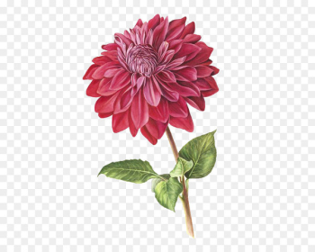 Botanical illustration Botany Drawing Dahlia pinnata Illustration - Watercolor flowers 