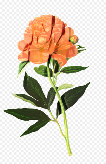 Botanical Illustration, Botany, Drawing, Flower, Flowering Plant PNG