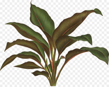 Botanical illustration Botany Plant Drawing - tropical leaf Botanical illustration Botany Plant Drawing - tropical leaf