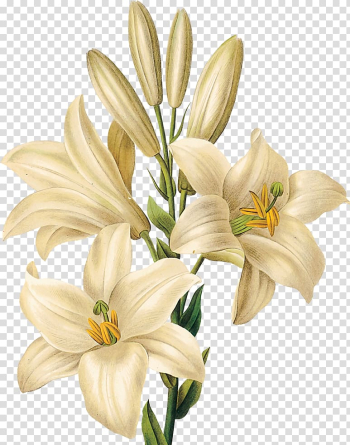 Botanical illustration Botany Printmaking Drawing, flower transparent background PNG clipart
