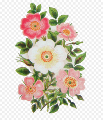 Botanical illustration Botany Stock illustration Vector graphics - rose bloom 