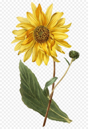 Botanical illustration Botany Sunflower 0 - sunflower 