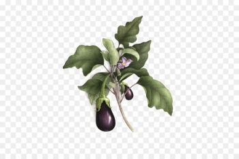 Botanical illustration Botany Watercolor painting Drawing Illustration - Purple eggplant 