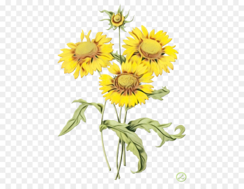 Botanical Illustration, Drawing, Art, Flower, Sunflower PNG Botanical Illustration, Drawing, Art, Flower, Sunflower PNG