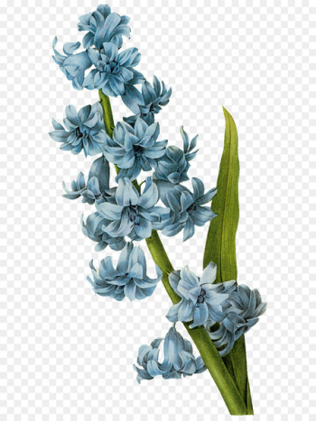 Botanical Illustration, Drawing, Botany, Flower, Flowering Plant PNG
