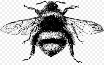 Botanical illustration Drawing Clip art Image - bees dirt holes 