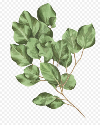 Botanical illustration Leaf Image Botany - pretty green 