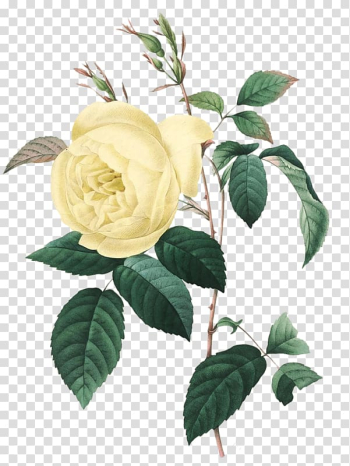 Botany Botanical illustration Drawing Art, others transparent background PNG clipart Botany Botanical illustration Drawing Art, others transparent background PNG clipart